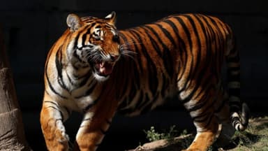 Hallan más de 130 animales exóticos algunos en peligro de extinción durante operativo contra "huachicol"