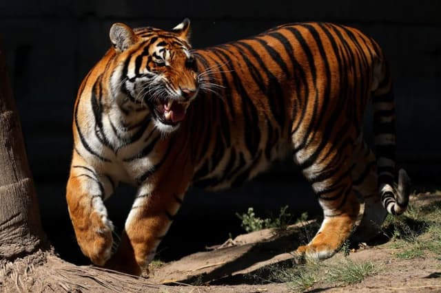 Foto de archivo donde se observa a un tigre de Bengala (Panthera tigris tigris) en el zoológico de Guadalajara, en Guadalajara, México, el 3 de febrero de 2023. (ULISES RUIZ/AFP vía Getty Images)