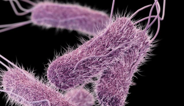 Esta ilustración muestra una imagen tridimensional (3D) generada por computadora de la bacteria Salmonella. CDC