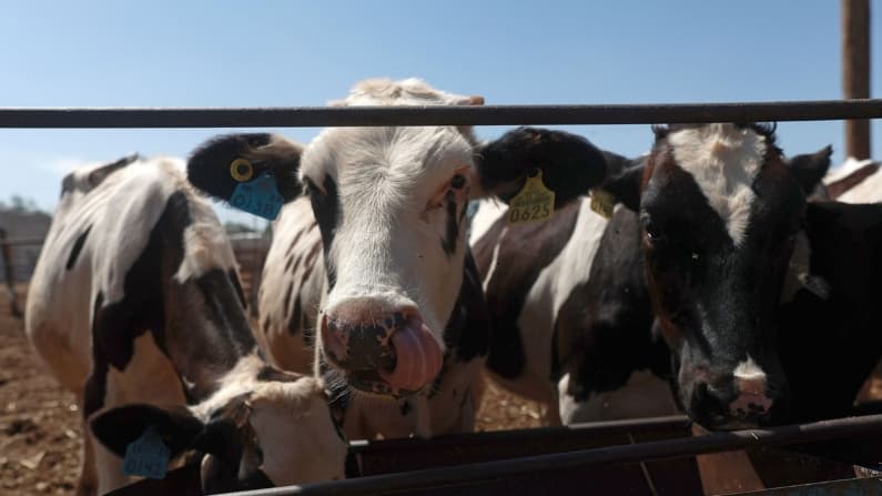 México crea consejo técnico-científico para la erradicación del gusano barrenador en el ganado