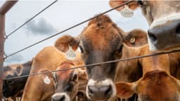 El USDA brinda nuevas ayudas para que ganaderos reconstruyan sus hatos de ganado