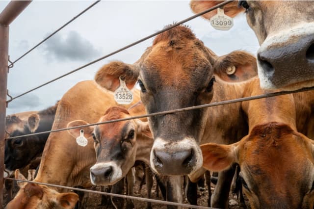 El 5 de junio de 2026, se observa ganado arreando en un corral en Hamilton, Texas. (Brandon Bell/Getty Images).