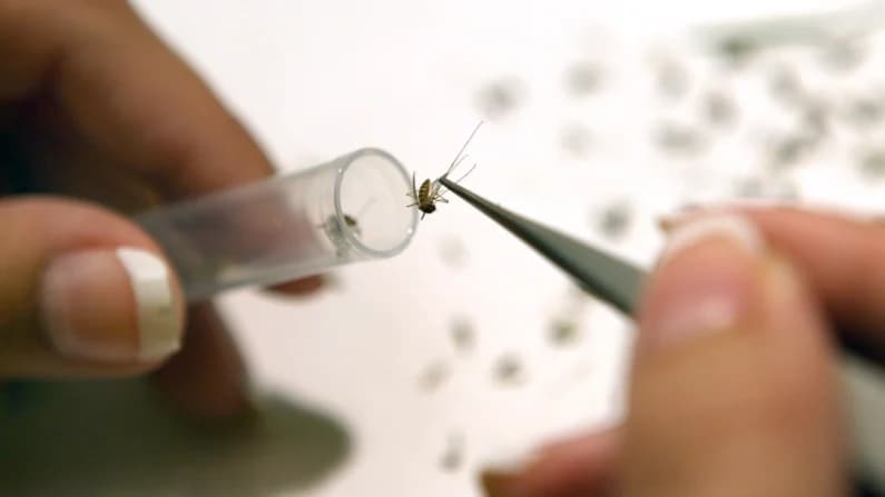 Chicago registra su primera muerte por virus del Nilo Occidental en 2026