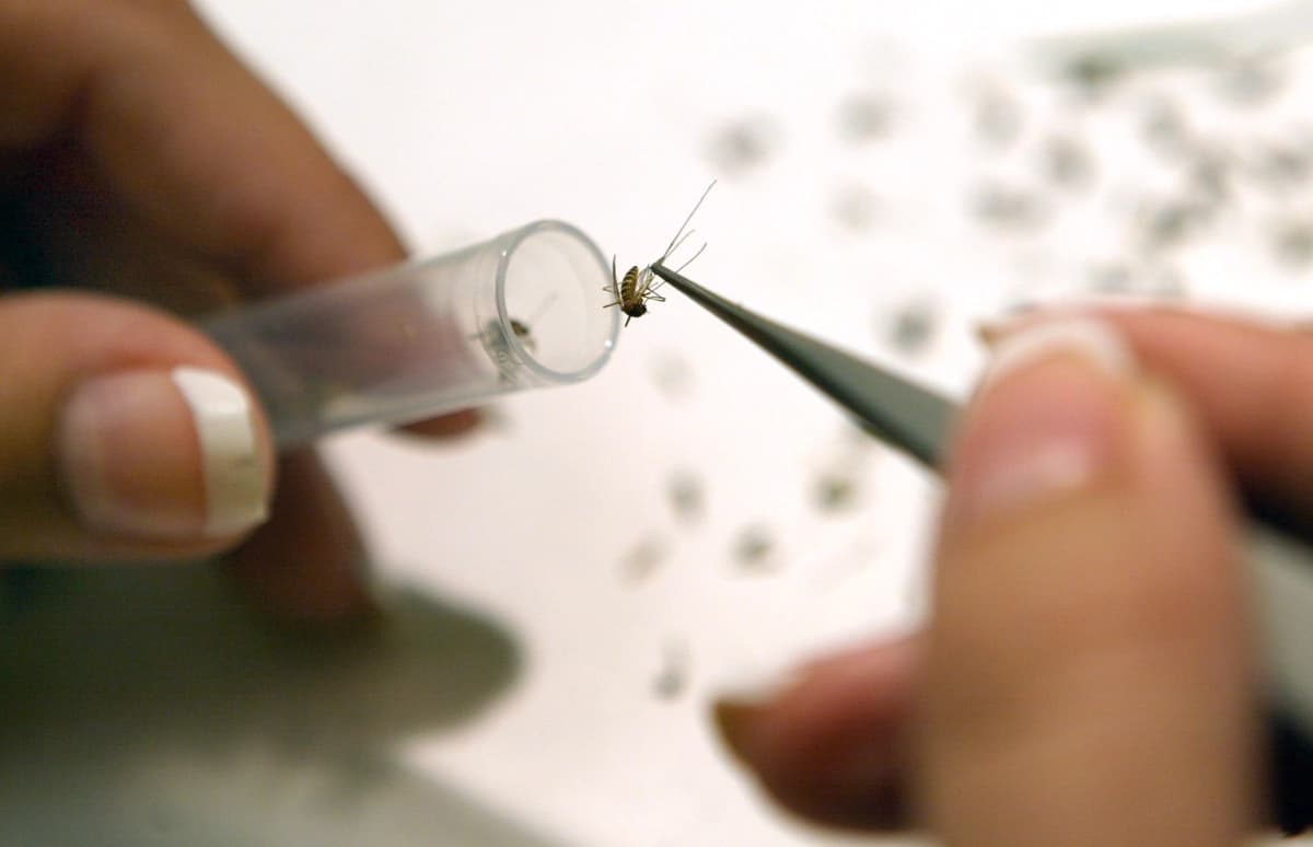En esta foto de archivo, un asistente de laboratorio introduce mosquitos en tubos de ensayo para analizarlos en busca del virus del Nilo Occidental en la sede del Distrito de Control de Mosquitos del Noroeste en Wheeling, Illinois. (Tim Boyle/Getty Images).