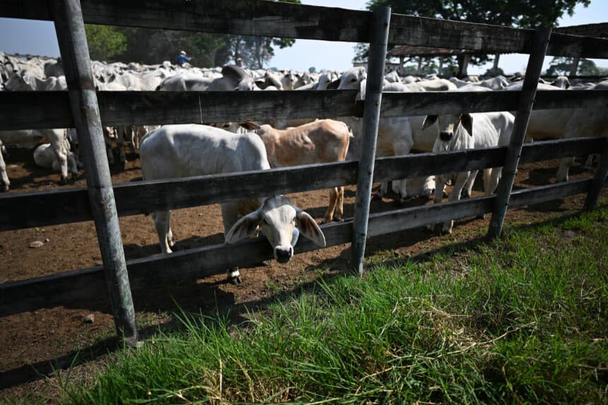 En la imagen se ve ganado en una granja de Florida, en Puerto San José, Escuintla, Guatemala, el 30 de abril de 2025. (JOHAN ORDONEZ/AFP vía Getty Images)