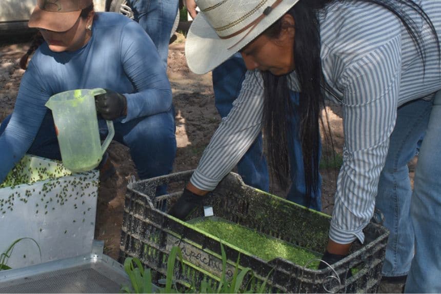 Fotografía cedida hoy por la Secretaría de Agricultura y Desarrollo Rural donde se observa la producción de moscas estériles para frenar el gusano barrenador en México, México. (EFE/Secretaría de Agricultura y Desarrollo Rural)