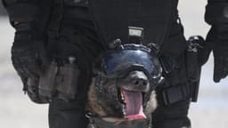 Perro de la Guardia Nacional encuentra cerca de 80 kilos de cocaína en un camión de tunas
