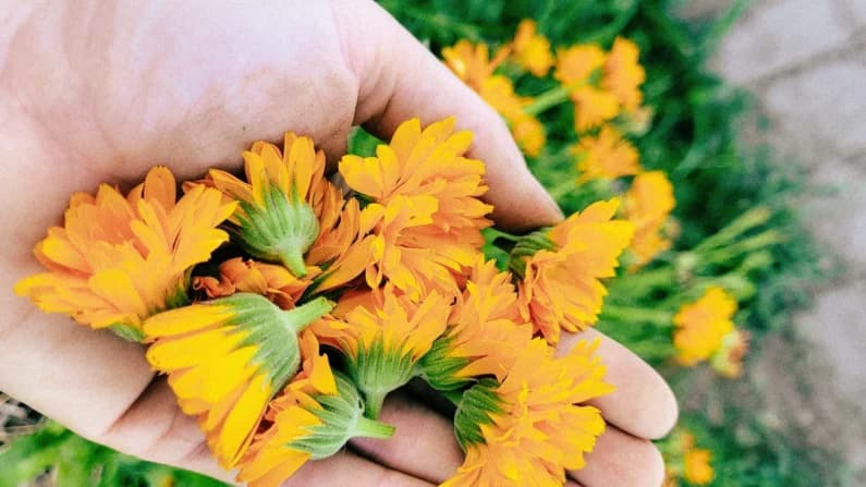 Té de caléndula casero: una forma natural de proteger su intestino