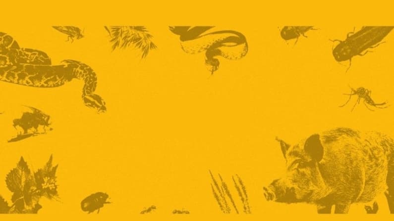 La batalla de Estados Unidos contra las especies invasoras
