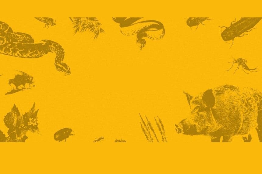 La batalla de Estados Unidos contra las especies invasoras