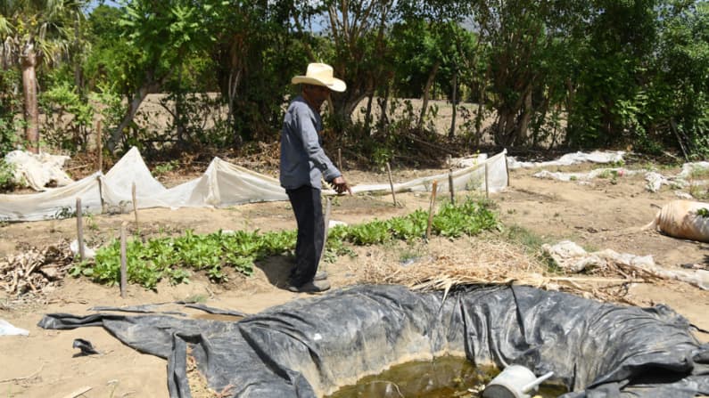 Sin agua, agricultores de Guatemala pierden cultivos y luchan por mantener sus ingresos