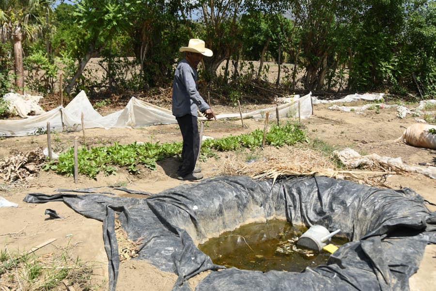 Sin agua, agricultores de Guatemala pierden cultivos y luchan por mantener sus ingresos
