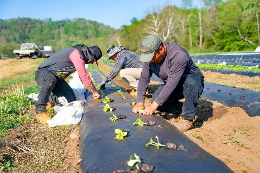 En esta fotografía de archivo, unos trabajadores plantan hortalizas en una granja de Carolina del Norte. (Allison Joyce/Getty Images).