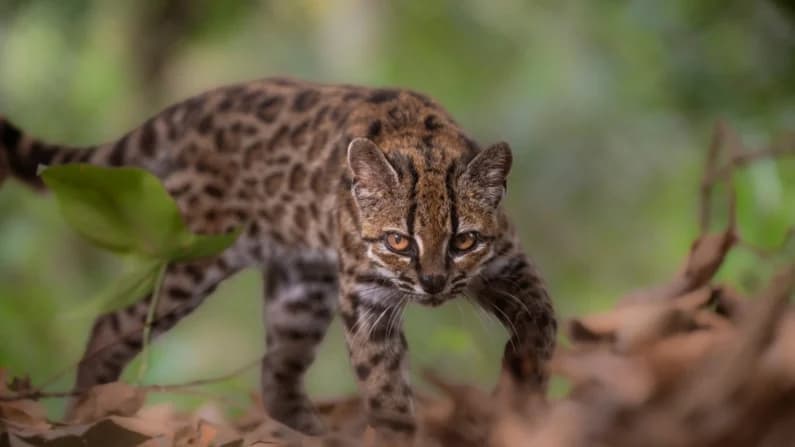 Un felino recién identificado en Bolivia marca un hito para la ciencia después de 100 años