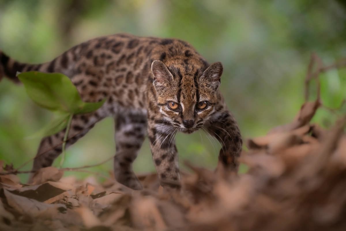 Un felino de la especie Leopardus tilcayo, una especie recién identificada gracias a una investigación dirigida por la exploradora de National Geographic Paola Nogales Ascarrunz, camina en el refugio de animales Senda Verde, en la región de los Yungas, Bolivia, el 1 de septiembre de 2026. (Fernando Faciole/National Geographic/Imagen cedida vía Reuters)