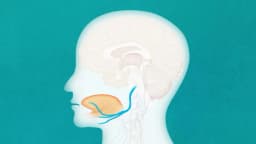 Apnea del sueño: Cómo la estimulación del nervio hipogloso podría aliviarla