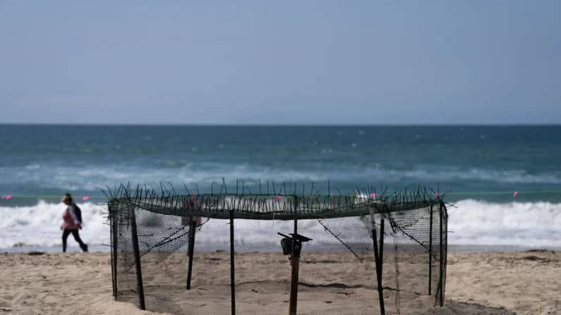 Los primeros nidos de tortuga marina en la costa oeste de EE. UU.