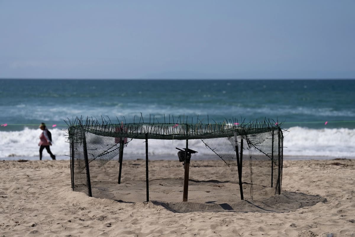 Una valla protectora rodea un lugar de anidación de tortugas marinas en la playa de Huntington Beach, California, el 22 de septiembre de 2026. (Jae C. Hong/AP Photo).