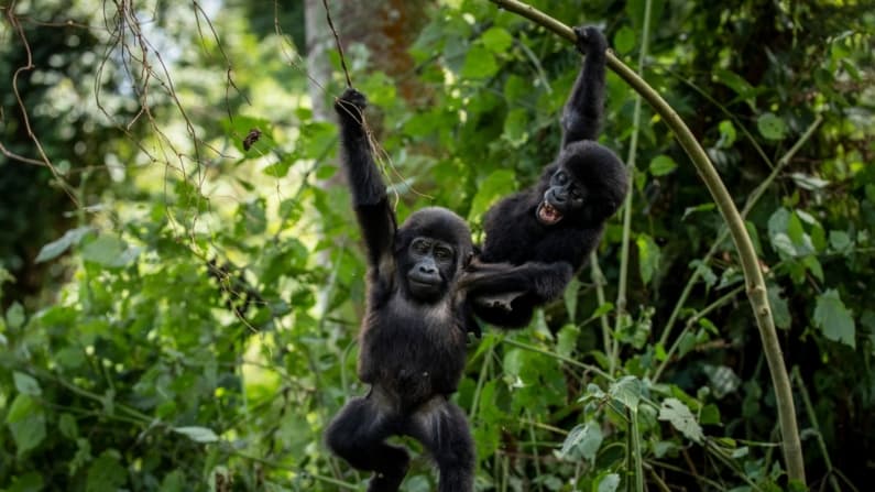 Comunidades de Uganda crean una barrera verde para proteger el hábitat de los gorilas