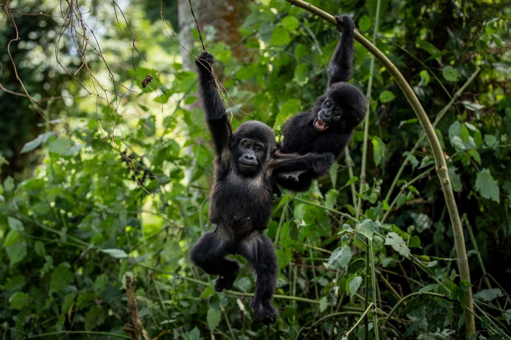 Dos crías de gorila de montaña de un año de edad se balancean de las ramas mientras juegan juntas en el bosque del Parque Nacional Impenetrable de Bwindi, en el suroeste de Uganda, el sábado 3 de abril de 2021. (Foto AP, archivo)