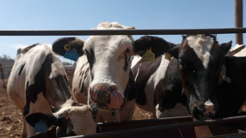 Chihuahua reanuda exportación de ganado en pie a EE. UU. tras cierre por gusano barrenador