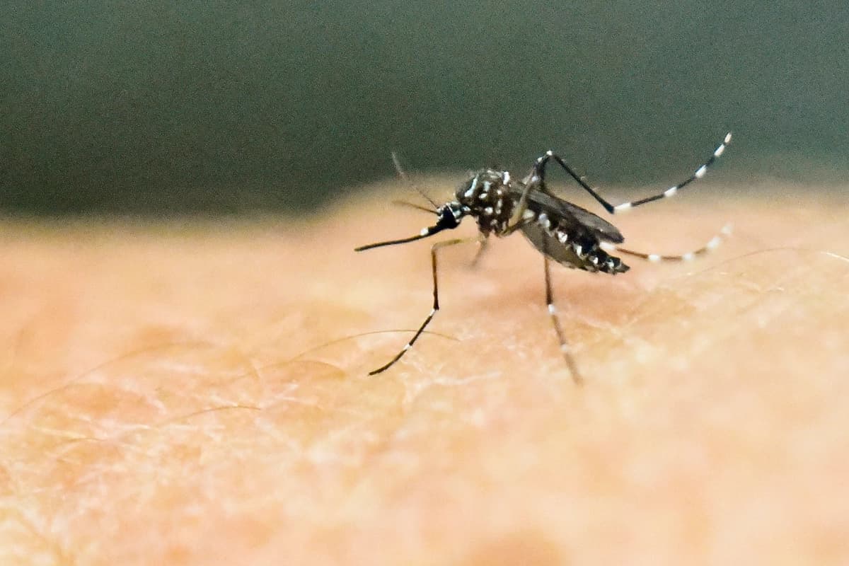 Un mosquito Aedes aegypti sobre piel humana en un laboratorio del Centro Internacional de Capacitación e Investigación Médica en Cali, Colombia, el 25 de enero de 2016. (Luis Robayo/AFP/Getty Images).