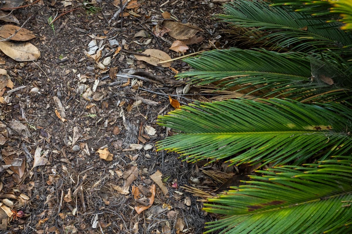 Hojas marrones y moribundas se convierten en tierra para las plantas en Arcadia, California, el 26 de julio de 2025. (John Fredricks/The Epoch Times).