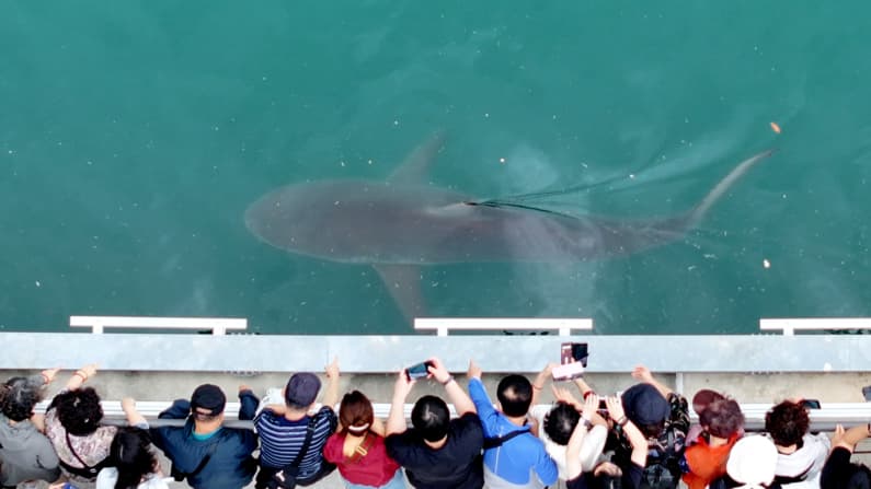 La presencia de un enorme tiburón altera la rutina en un canal de Busan