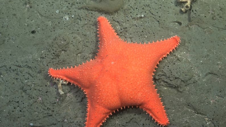 El fenómeno viral de una exploración marina argentina culmina con 57 especies nuevas