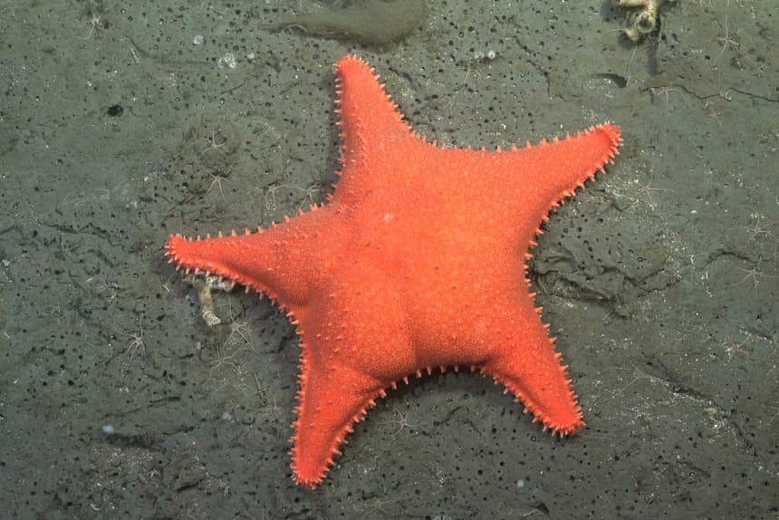 El fenómeno viral de una exploración marina argentina culmina con 57 especies nuevas