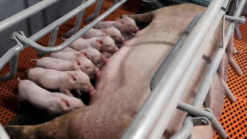 Porcicultores chinos reportan posibles brotes de peste porcina mientras precios caen