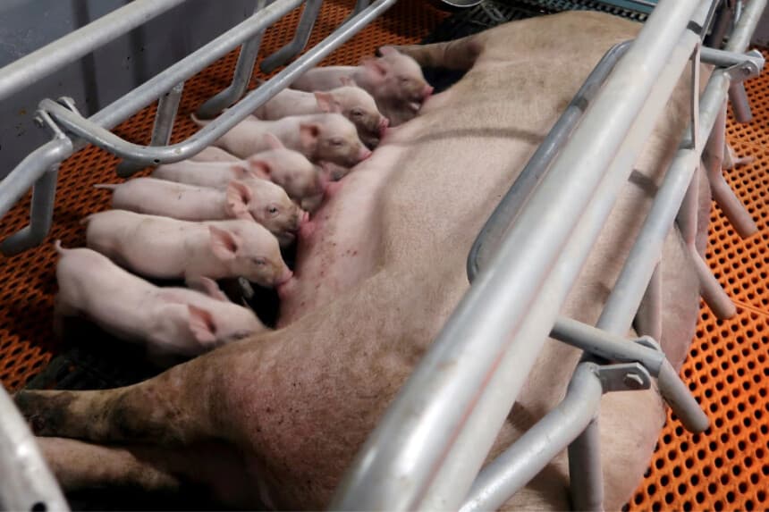 Lechones se alimentan de una cerda en granja porcina en Yaji, Región Autónoma Zhuang de Guangxi, China, el 21 de marzo de 2018. (Thomas Suen/Reuters).