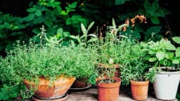 Top 10 de las hierbas para crear su propia farmacia