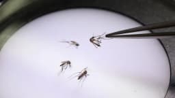 Récord de dengue en Florida provoca declaraciones de emergencia locales