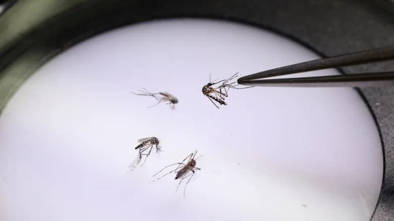 Récord de dengue en Florida provoca declaraciones de emergencia locales