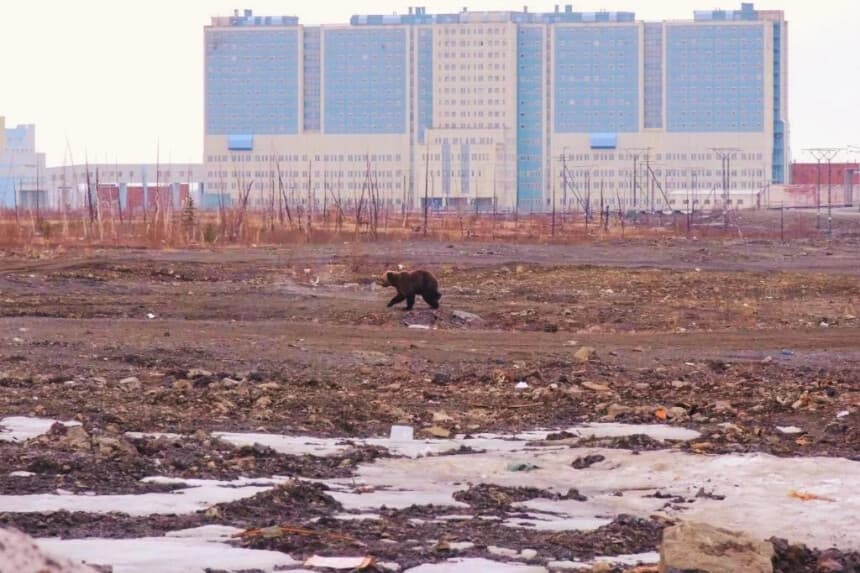 Un oso pardo se pasea por un terreno baldío frente al hospital de la ciudad ártica de Norilsk el 22 de mayo de 2022. (IRINA YARINSKAYA/AFP vía Getty Images)