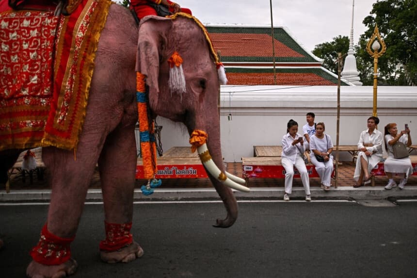 Un elefante adornado, en Bangkok, el 8 de noviembre de 2024. (MANAN VATSYAYANA/AFP vía Getty Images)