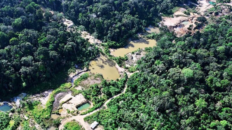 Autoridades rescatan animales y arrestan a 233 personas por delitos ambientales en América Latina