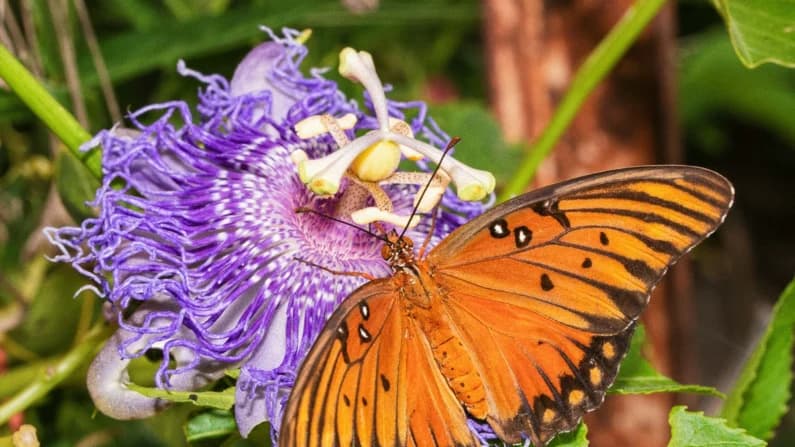 La flor de la pasión es una hierba que calma los nervios para dormir, alivia la ansiedad y el dolor