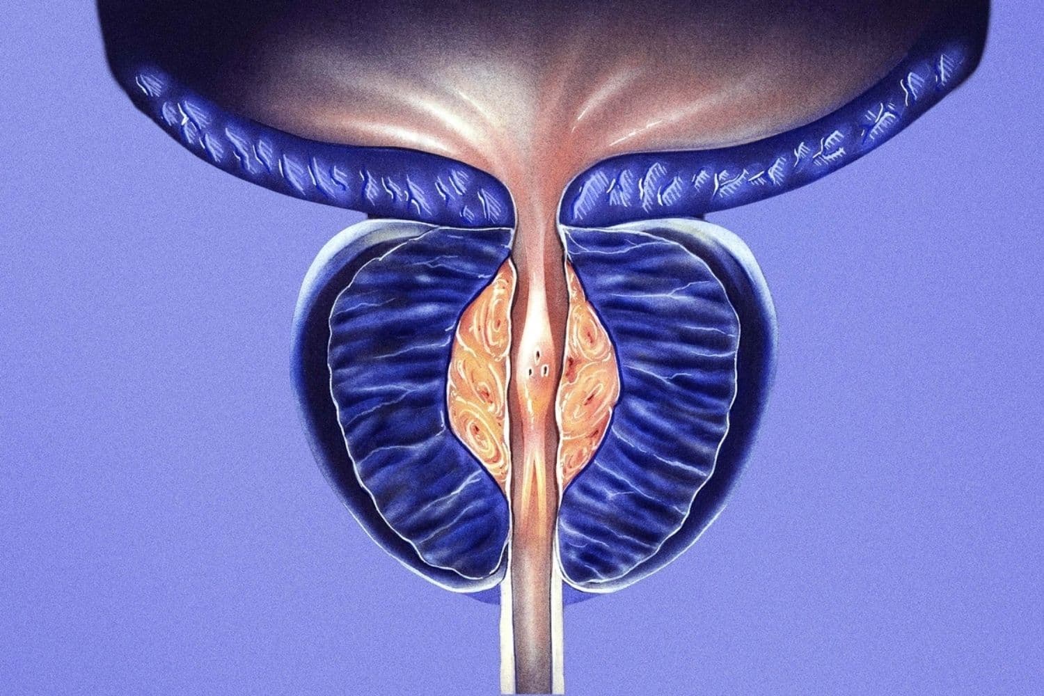 (Medical Art Inc/Shutterstock)