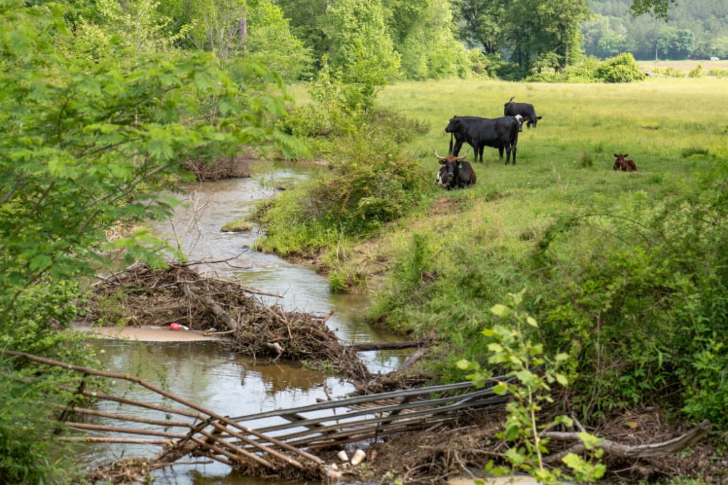 Ganado pasta a orillas del arroyo Whippoorwill, en el condado de Etowah, Alabama, el 14 de mayo de 2025. (Samira Bouaou/The Epoch Times).