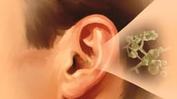 Candida auris: un hongo que suele ser resistente a múltiples medicamentos; estas son las causas
