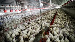 México suspende importaciones de productos avícolas de Brasil por brote de Newcastle