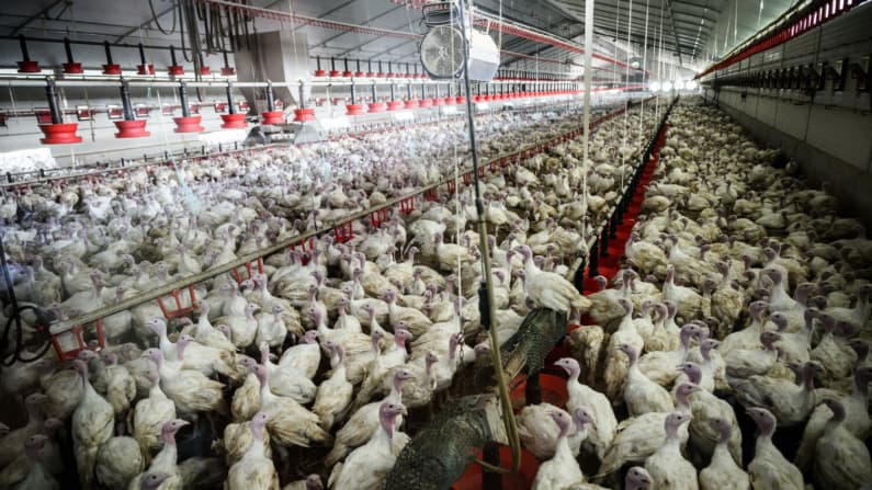 México suspende importaciones de productos avícolas de Brasil por brote de Newcastle