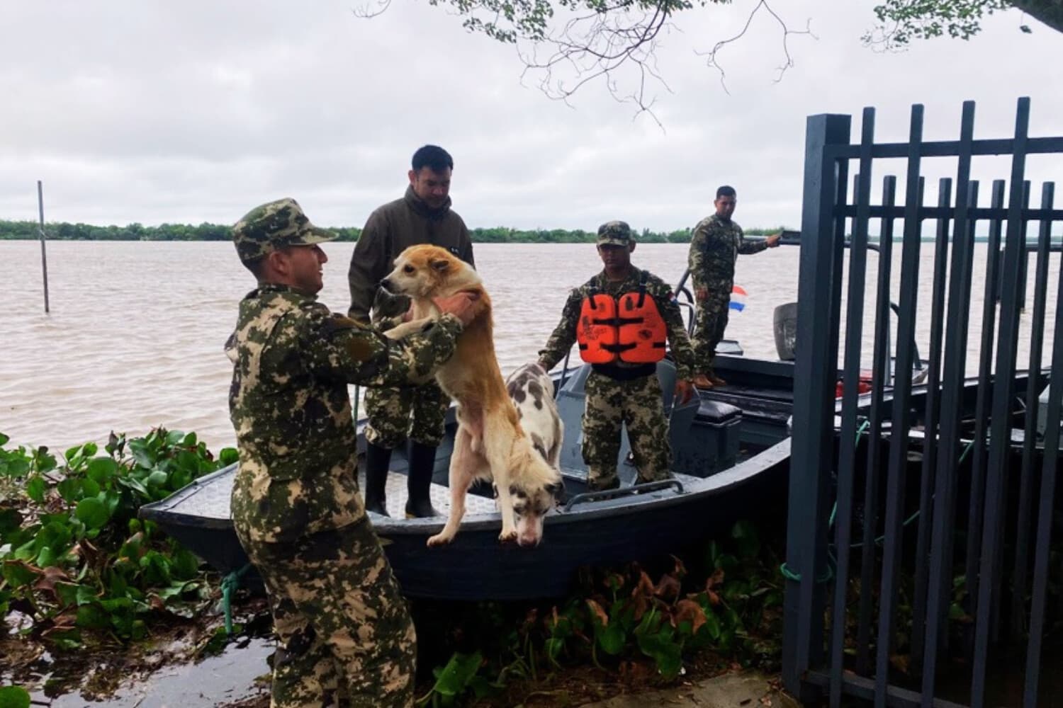 Fotografía cedida el pasado 14 de octubre por el Ministerio de Defensa de Paraguay en la que se captó a soldados del Ejército Paraguayo al evacuar a un par de perros afectados por la crecida del Río Paraná, en Ciudad del Este (Paraguay). (EFE/ Ministerio de Defensa de Paraguay)