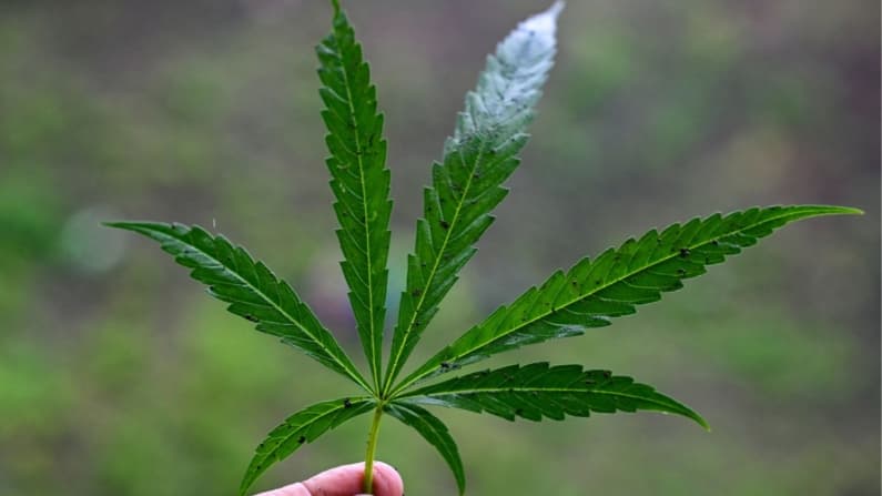 Estudio vincula la legalización de la marihuana con más hospitalizaciones por problemas cardíacos