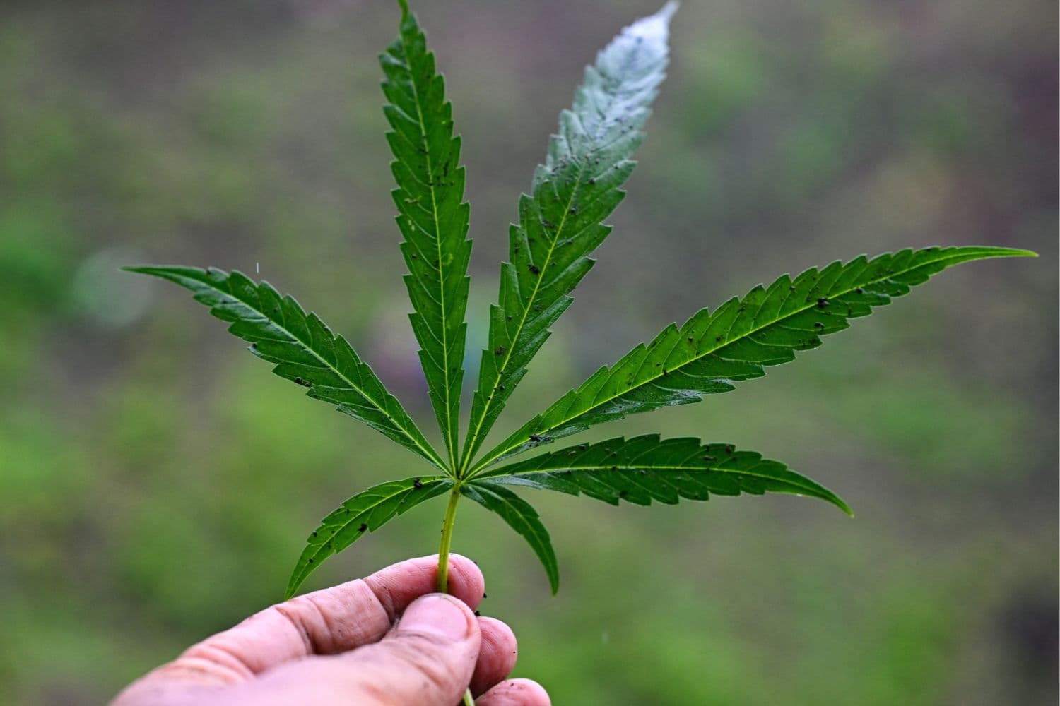 Se muestra una hoja de planta de marihuana durante una redada en una plantación en Indrapuri, provincia de Aceh, el 4 de julio de 2026. (CHAIDEER MAHYUDDIN / AFP vía Getty Images)