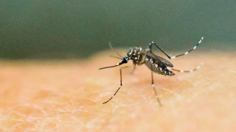 Florida reporta decenas de casos más del virus del dengue transmitido por mosquitos