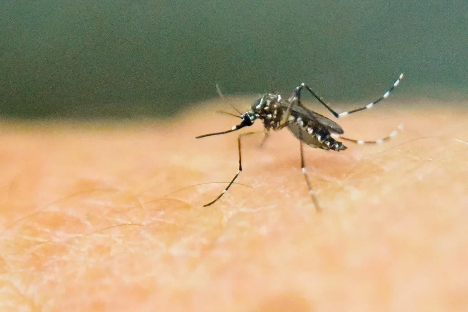 Un mosquito Aedes aegypti sobre la piel humana en un laboratorio del Centro Internacional de Capacitación e Investigación Médica en Cali, Colombia, el 25 de enero de 2016. (Luis Robayo/AFP/Getty Images).