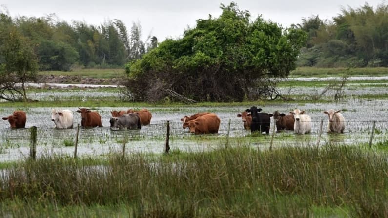 Paraguay anuncia apertura del mercado mexicano a la exportación de la carne bovina del país